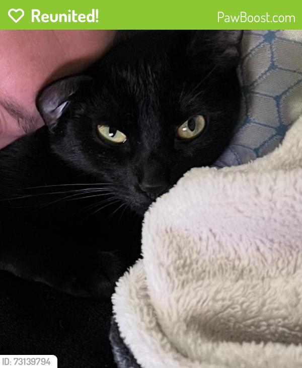 Reunited Female Cat last seen 6th Ave and fleetwood ct, New Port Richey, FL 34653