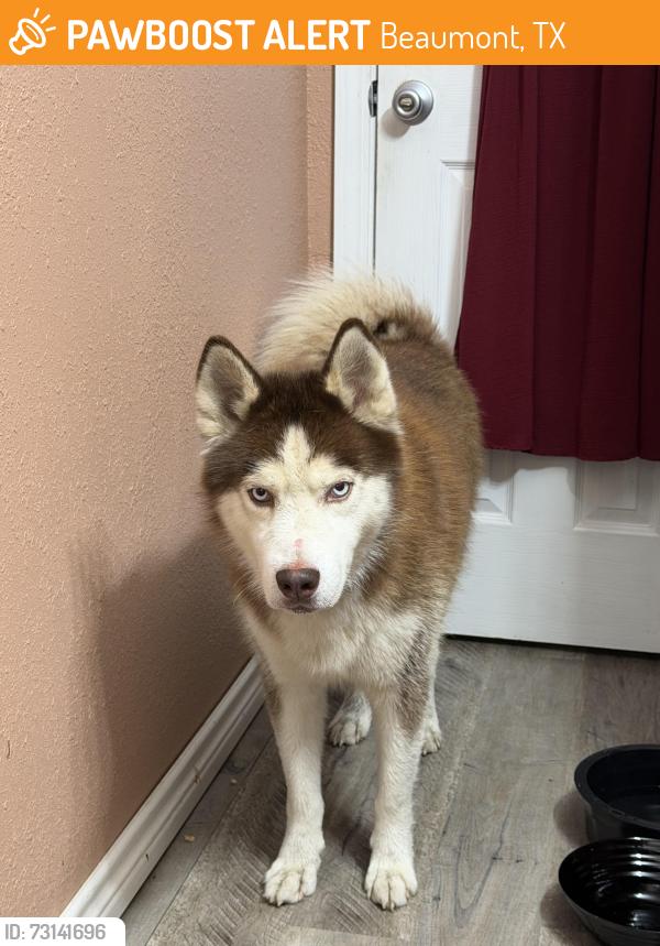 Found/Stray Male Dog last seen Autozone, Beaumont, TX 77703