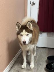 Found/Stray Male Dog last seen Autozone, Beaumont, TX 77703