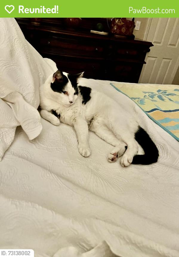 Reunited Male Cat last seen Newland & Talbert near Fulton Park, Fountain Valley, CA 92708