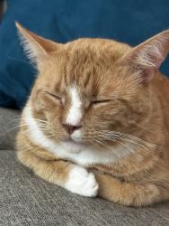 Reunited Male Cat last seen McDaniel Mill and Klondike, Conyers, GA 30094