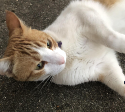 Lost Female Cat last seen Tanglewood Forest near Rochelle Drive and Jubilee, Austin, TX 78748