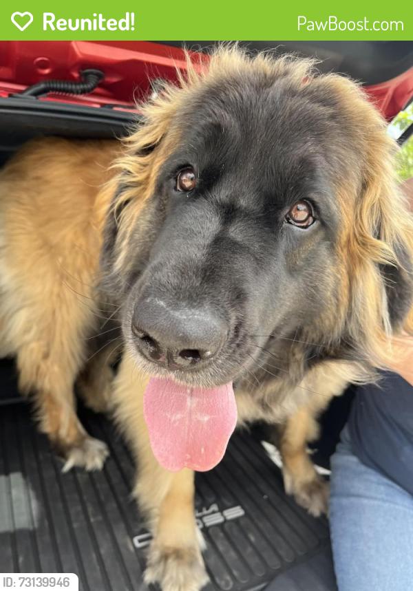 Reunited Female Dog last seen Sunset hills park, Thousand Oaks, CA 91362