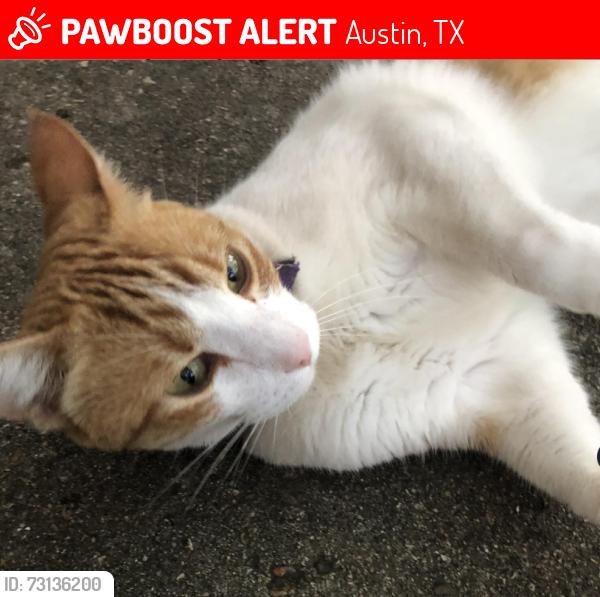 Lost Female Cat last seen Tanglewood Forest near Rochelle Drive and Jubilee, Austin, TX 78748