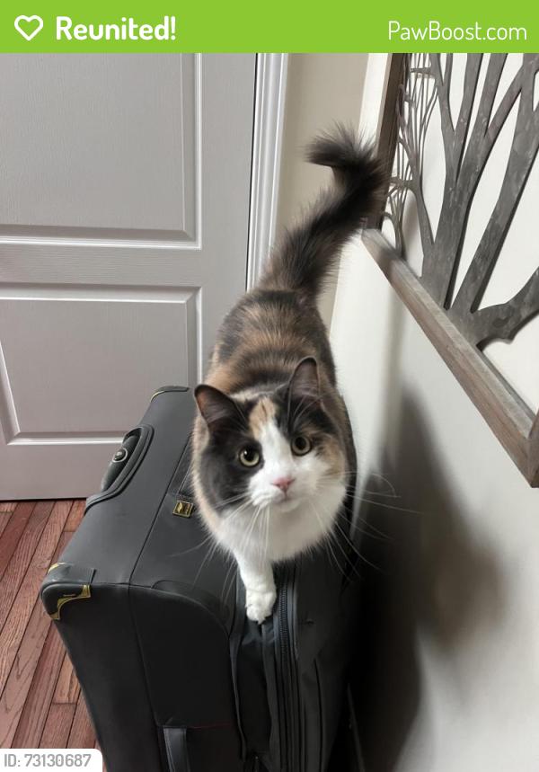 Reunited Female Cat last seen Near Brentcliffe dr, Waterloo, ON N2T 2J6