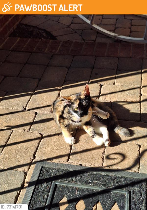 Found/Stray Female Cat last seen Montebello, Greenville County, SC 29609