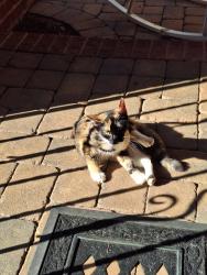 Found/Stray Female Cat last seen Montebello, Greenville County, SC 29609