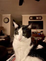Lost Female Cat last seen Hwy 110 Troup Hwy on Vicki Lynn lane . Mixon Firestation, Troup, TX 75789