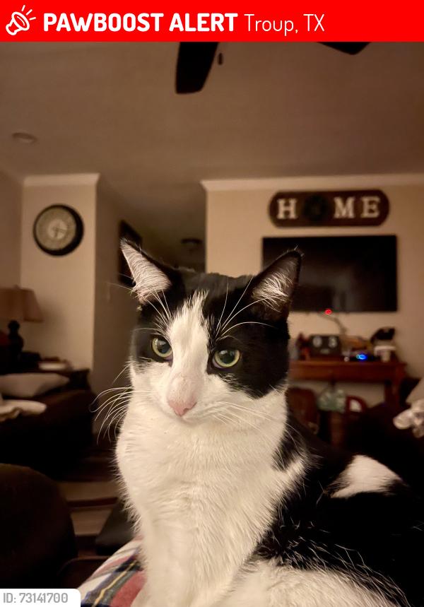 Lost Female Cat last seen Hwy 110 Troup Hwy on Vicki Lynn lane . Mixon Firestation, Troup, TX 75789