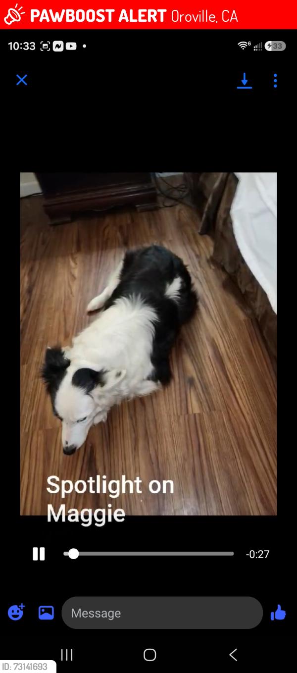 Lost Female Dog last seen 8/10 mile from CalFire at Forbestown Rd, Oroville, CA 95966