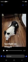 Lost Female Dog last seen 8/10 mile from CalFire at Forbestown Rd, Oroville, CA 95966