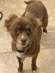 Found/Stray Female Dog last seen lake worth blvd, Port Charlotte, FL 33948