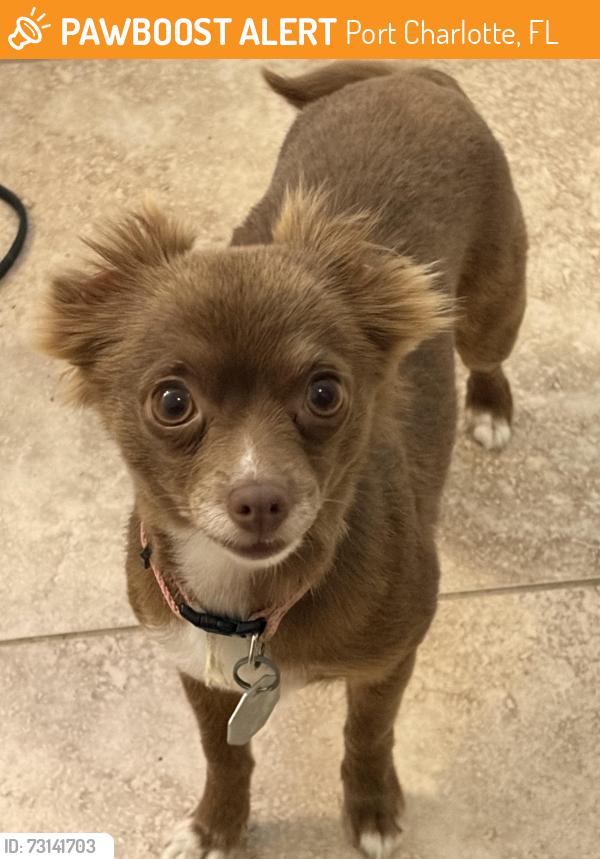 Found/Stray Female Dog last seen lake worth blvd, Port Charlotte, FL 33948