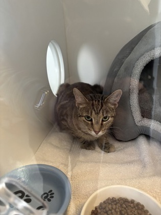 Shelter Stray Female Cat last seen Near E 96th St - Fishers Walmart, HC Strays by Out of County Residents, IN, 10501 Hague Rd, Fishers, IN 46038, USA