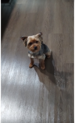 Reunited Male Dog last seen Thomasville,Rd/union Cross RD., Winston-Salem, NC 27107