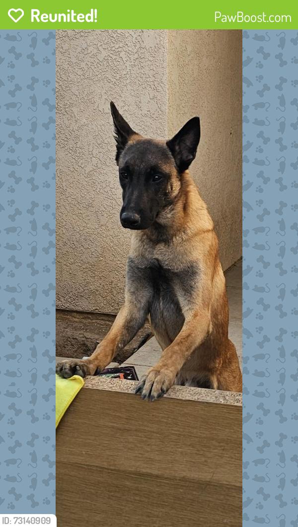 Reunited Male Dog last seen Panther Ave & Chamberlain in Adelanto CA, Adelanto, CA 92301