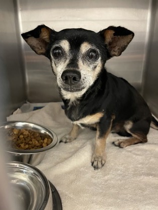 Shelter Stray Male Dog last seen Near BLK Inks Dr, Desoto, TX, 1150 E Pleasant Run Rd, Cedar Hill, TX 75104, USA