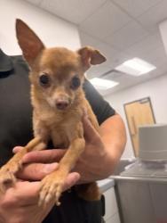 Shelter Stray Male Dog last seen Near Bush, 2nd District, OH, 9203 Detroit Ave, Cleveland, OH 44102, USA