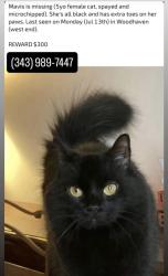 Lost Female Cat last seen Crimson Crescent (Woodhaven, West end), Kingston, ON 