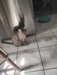 Found/Stray Female Cat last seen Near Minnesota ave, lynn Haven FL 32444, Lynn Haven, FL 32444