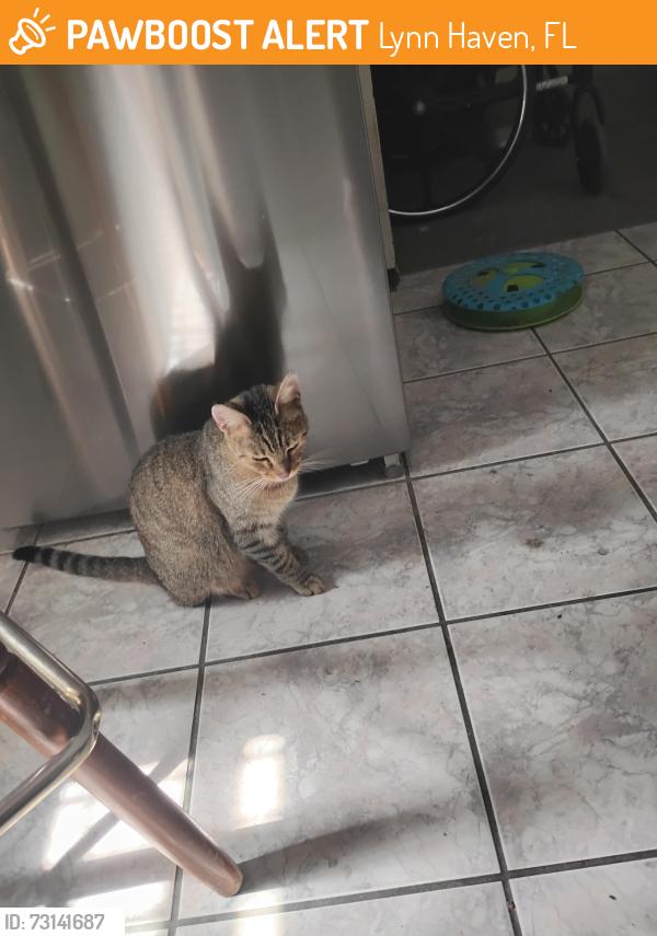 Found/Stray Female Cat last seen Near Minnesota ave, lynn Haven FL 32444, Lynn Haven, FL 32444