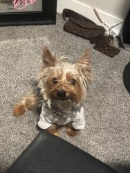 Reunited Male Dog last seen N 4500 W, West Point, UT 84015