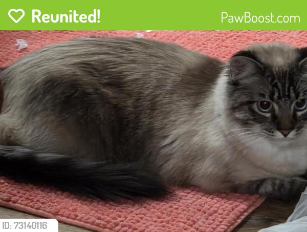 Reunited Male Cat last seen Copperville Rd, Cheyenne, WY 82001, USA, Cheyenne, WY 82001