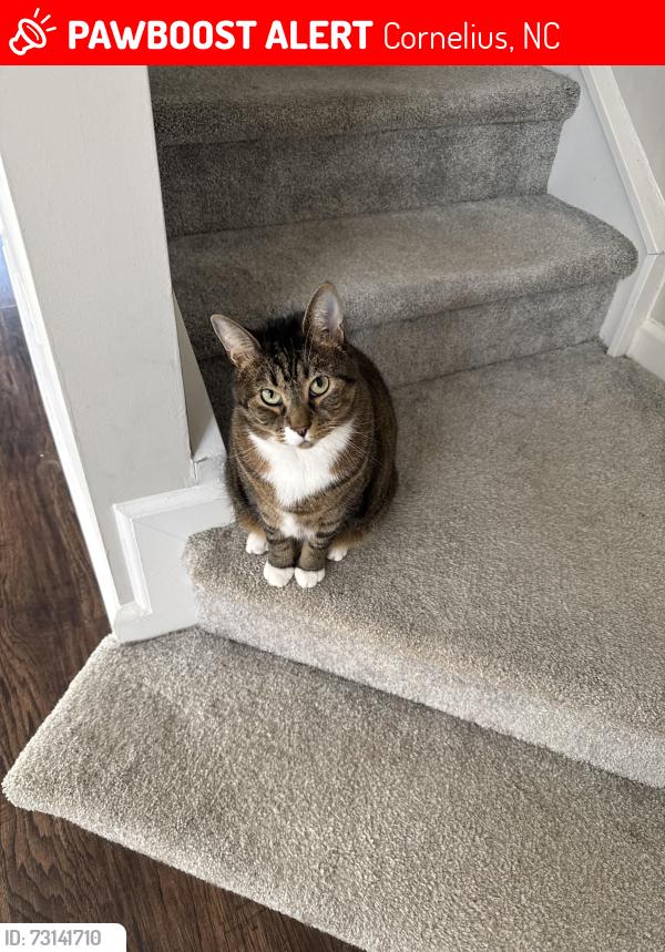 Lost Female Cat last seen Coachman’s Trace /Washam Potts, Cornelius, NC 28031