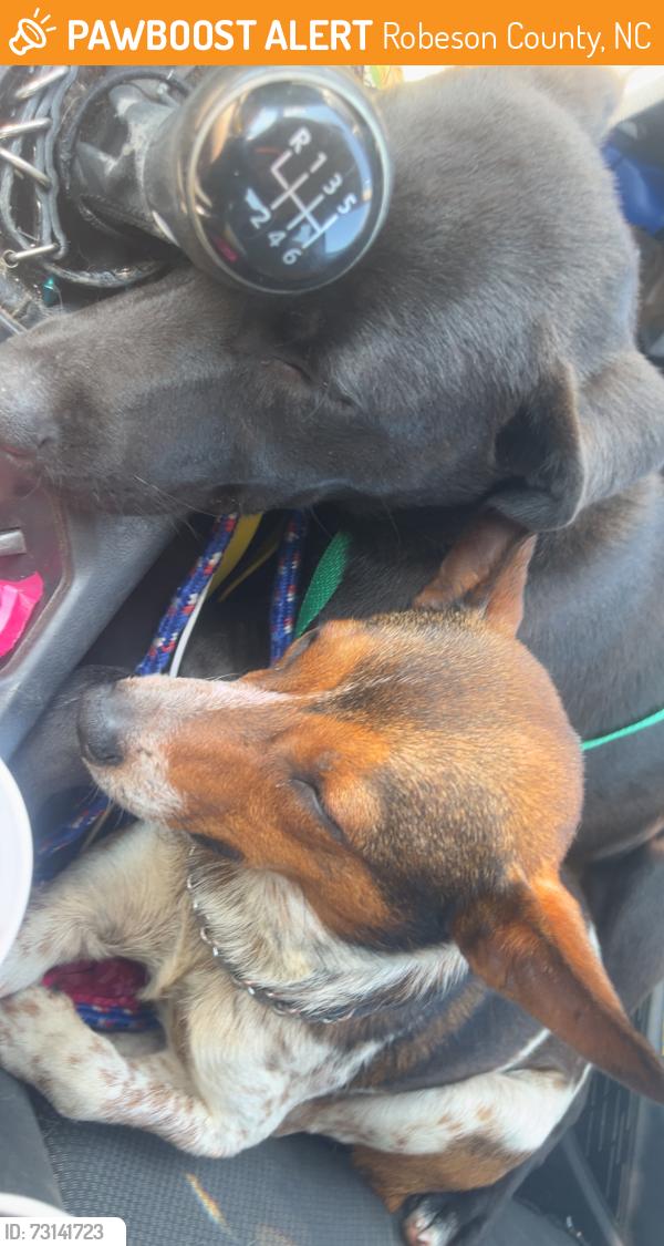 Found/Stray Male Dog last seen Cactus st, and NC 71, Robeson County, NC 28386