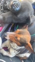Found/Stray Male Dog last seen Cactus st, and NC 71, Robeson County, NC 28386