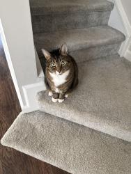 Lost Female Cat last seen Coachman’s Trace /Washam Potts, Cornelius, NC 28031