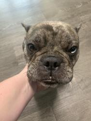 Reunited Unknown Dog last seen Port St Lucie, Port St. Lucie, FL 34986
