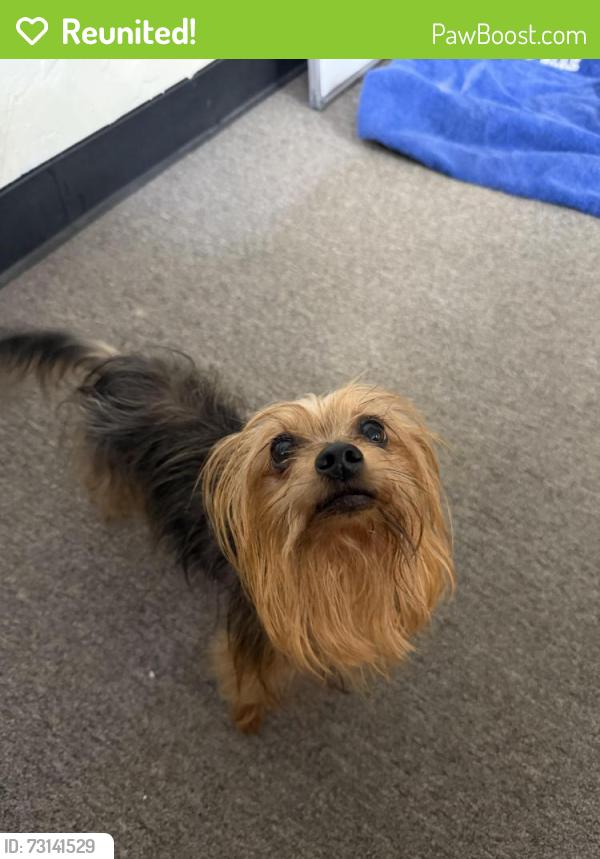 Reunited Male Dog last seen Old town Burleson, Burleson, TX 76028