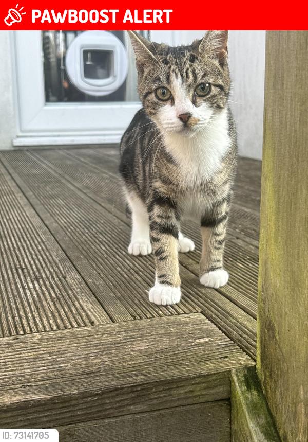 Lost Female Cat last seen Lyminster avenue, Brighton and Hove, England 