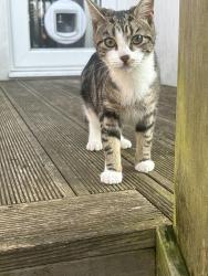Lost Female Cat last seen Lyminster avenue, Brighton and Hove, England 