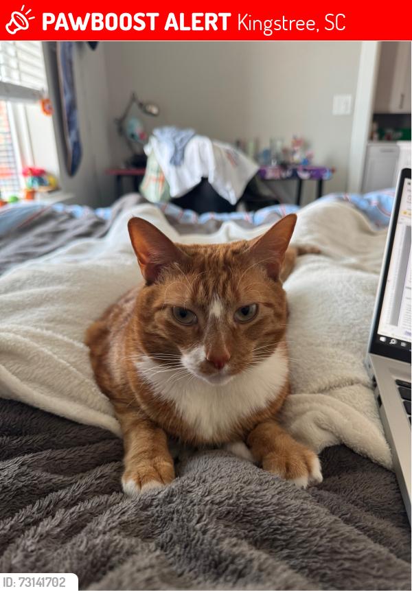 Lost Female Cat last seen Last seen near Woods St, Kingstree SC., Kingstree, SC 29556