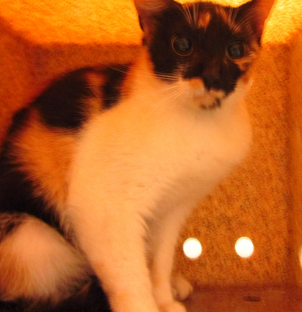 Shelter Stray Unknown Cat last seen Apt Lot 73,317 Demille Pl, RALEIGH, NC, 27610, 820 Beacon Lake Dr, Raleigh, NC 27610, USA