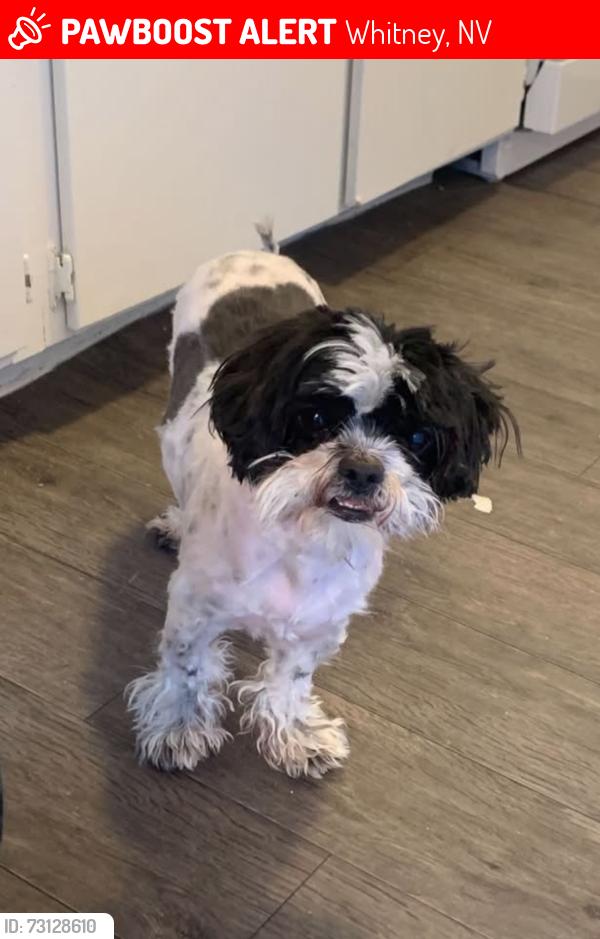 Lost Male Dog last seen Tropicana and boulder highway, Whitney, NV 89122