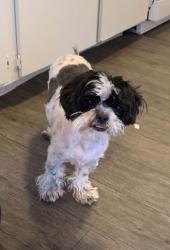Lost Male Dog last seen Tropicana and boulder highway, Whitney, NV 89122