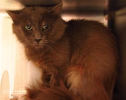 Shelter Stray Unknown Cat last seen Near Eagle Rock Road, WENDELL, NC, 27591, 820 Beacon Lake Dr, Raleigh, NC 27610, USA