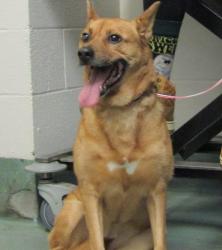 Shelter Stray Unknown Dog last seen Unknown, FUQUAY VARINA, NC, 27526, 820 Beacon Lake Dr, Raleigh, NC 27610, USA
