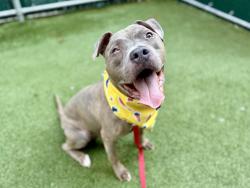 Shelter Stray Male Dog last seen Near Loisaida Alley, NEW YORK, NY, 10009, 326 E 110th St, New York, NY 10029, USA