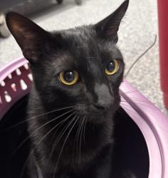 Shelter Stray Male Cat last seen Near NE 22nd Street, DES MOINES (Polk County), IA, 50313, Des Moines, IA 50313