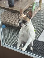 Reunited Female Dog last seen Andresen and 40th, Vancouver, WA 98661