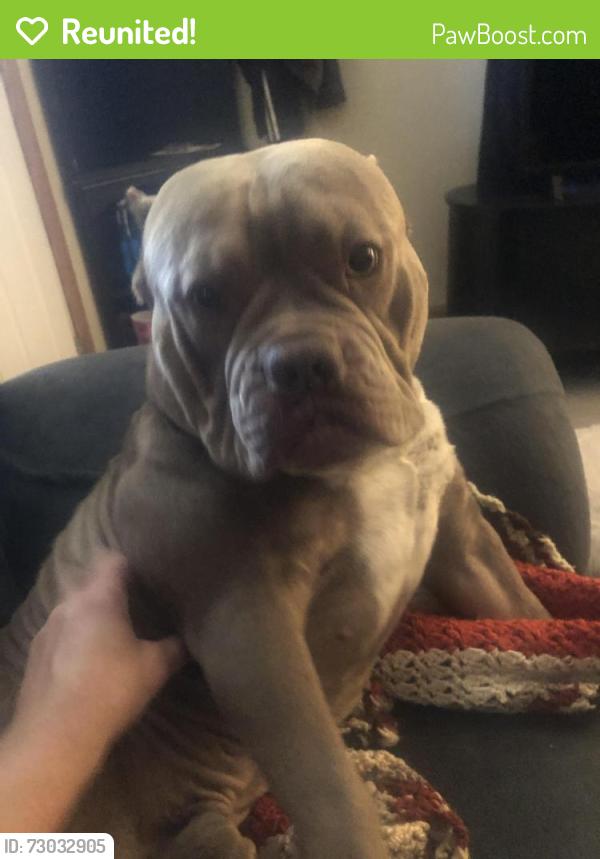 Reunited Male Dog last seen 11th st. NW and grant Ave NW. New Philadelphia, Ohio, New Philadelphia, OH 44663