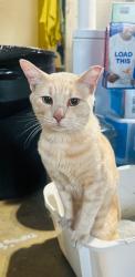 Found/Stray Male Cat last seen Orangethorpe/brookhurst, Fullerton, CA 92833