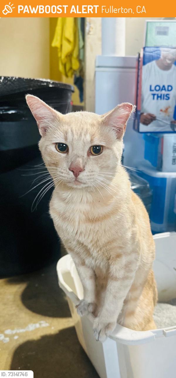 Found/Stray Male Cat last seen Orangethorpe/brookhurst, Fullerton, CA 92833