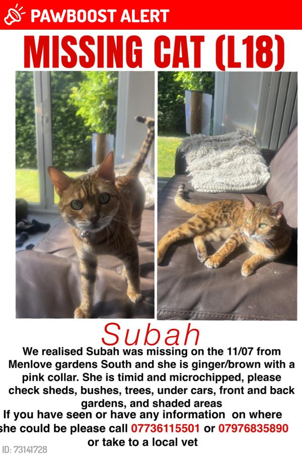 Lost Female Cat last seen Menlove Gardens North, Menlove gardens West, Menlove Avenue, Green Lane, Dudlow lane, Queens Drive, Merseyside, England L18 2EL