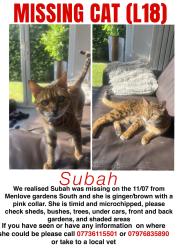 Lost Female Cat last seen Menlove Gardens North, Menlove gardens West, Menlove Avenue, Green Lane, Dudlow lane, Queens Drive, Merseyside, England L18 2EL