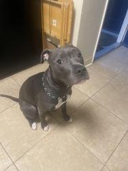 Reunited Female Dog last seen Yulupa ave and Claremont court, Santa Rosa, CA 95405
